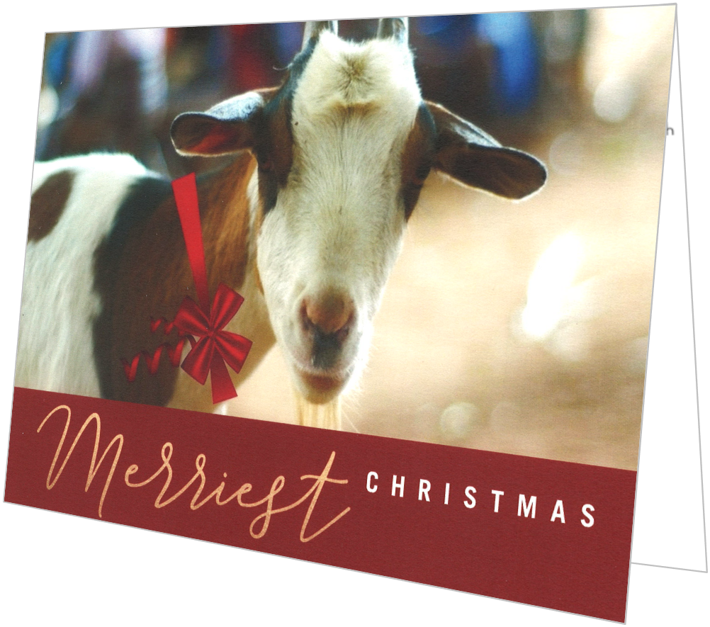 example of printed goat Christmas card