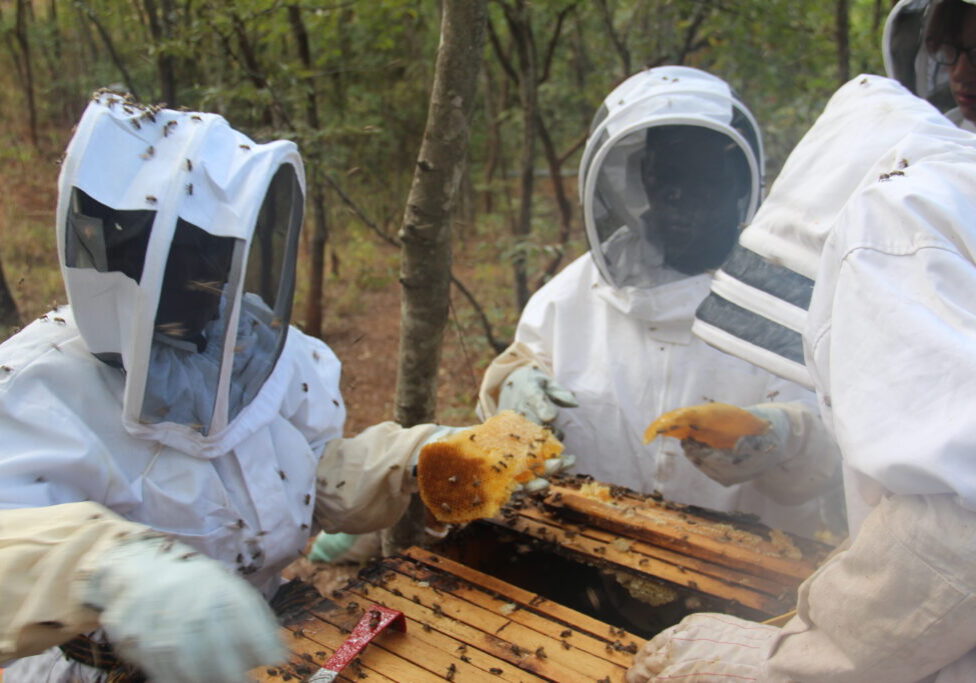 Beekeeping